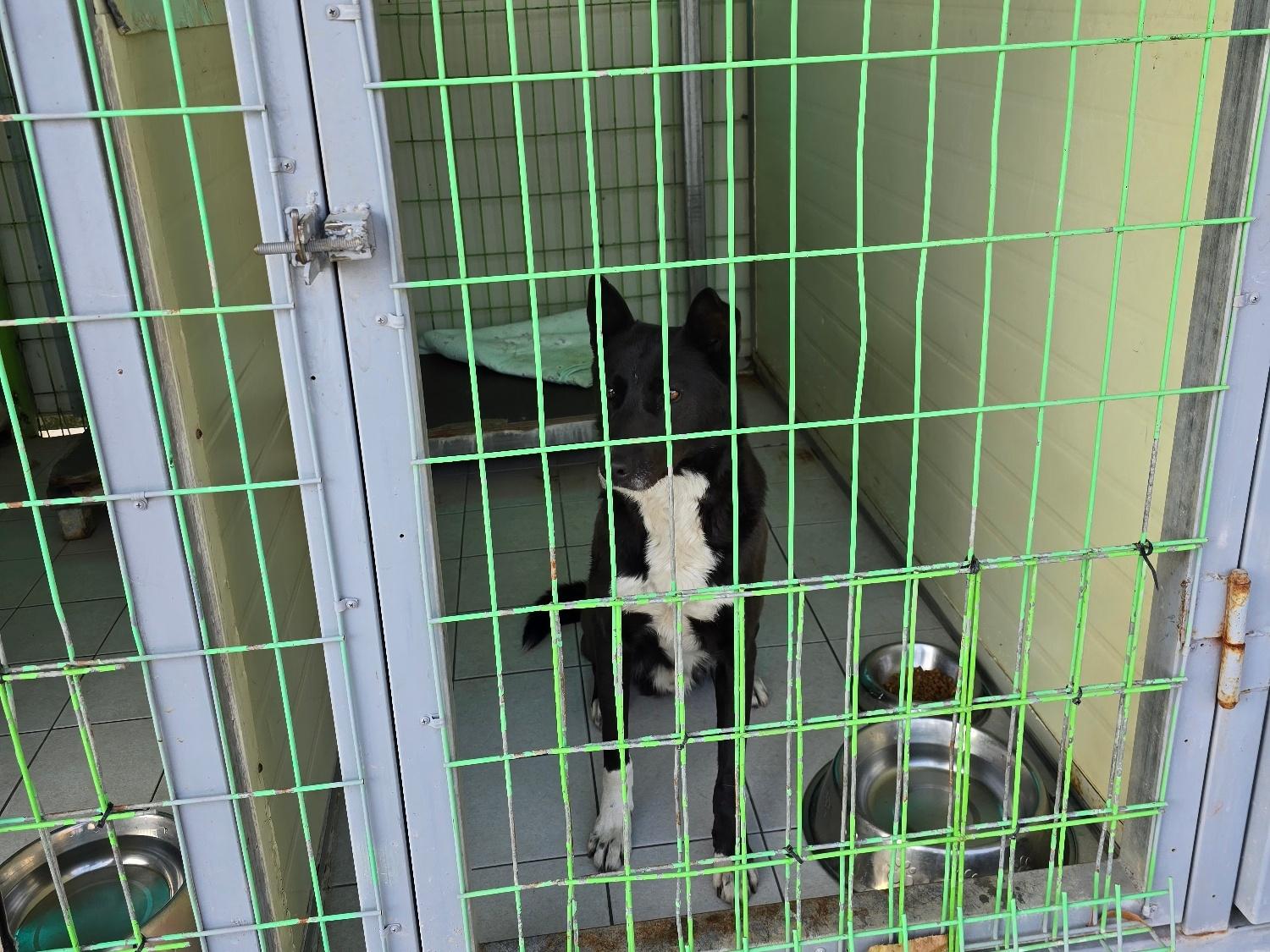 종료(반환) 믹스견…